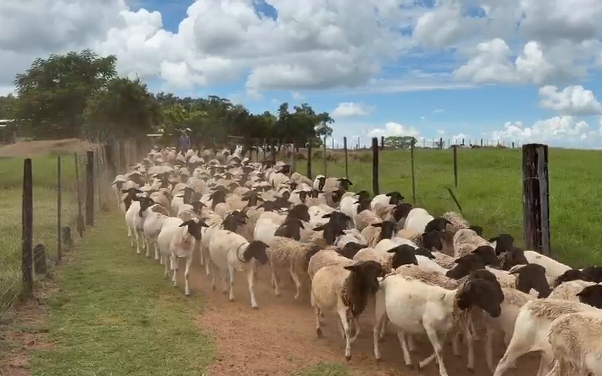 Rebanho de ovinos no curral, acompanhado pela GreenVision